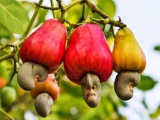 Cashew orchards in Vietnam December 2020